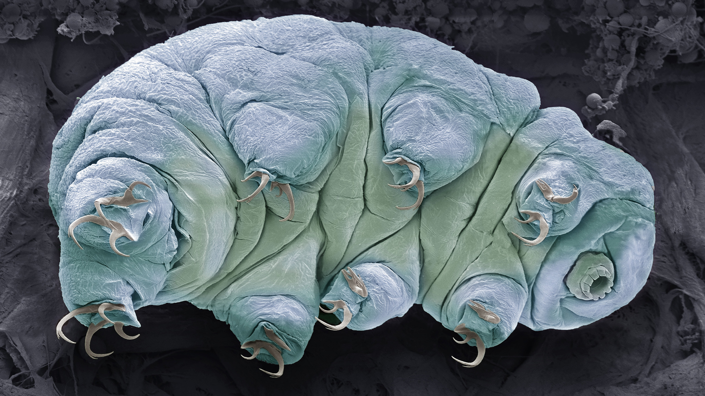 Frozen tardigrade becomes first 'quantum entangled' animal in history, researchers claim thumbnail