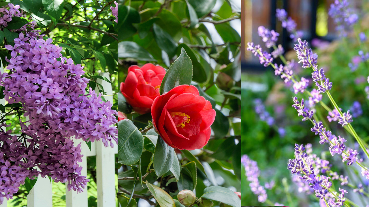 Best shrubs for the front of the house   Homes & Gardens  