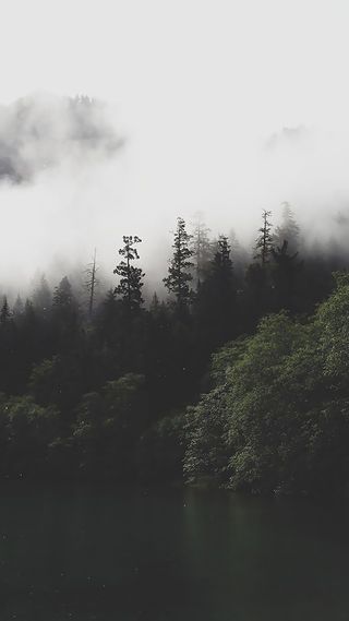 Mountain forest