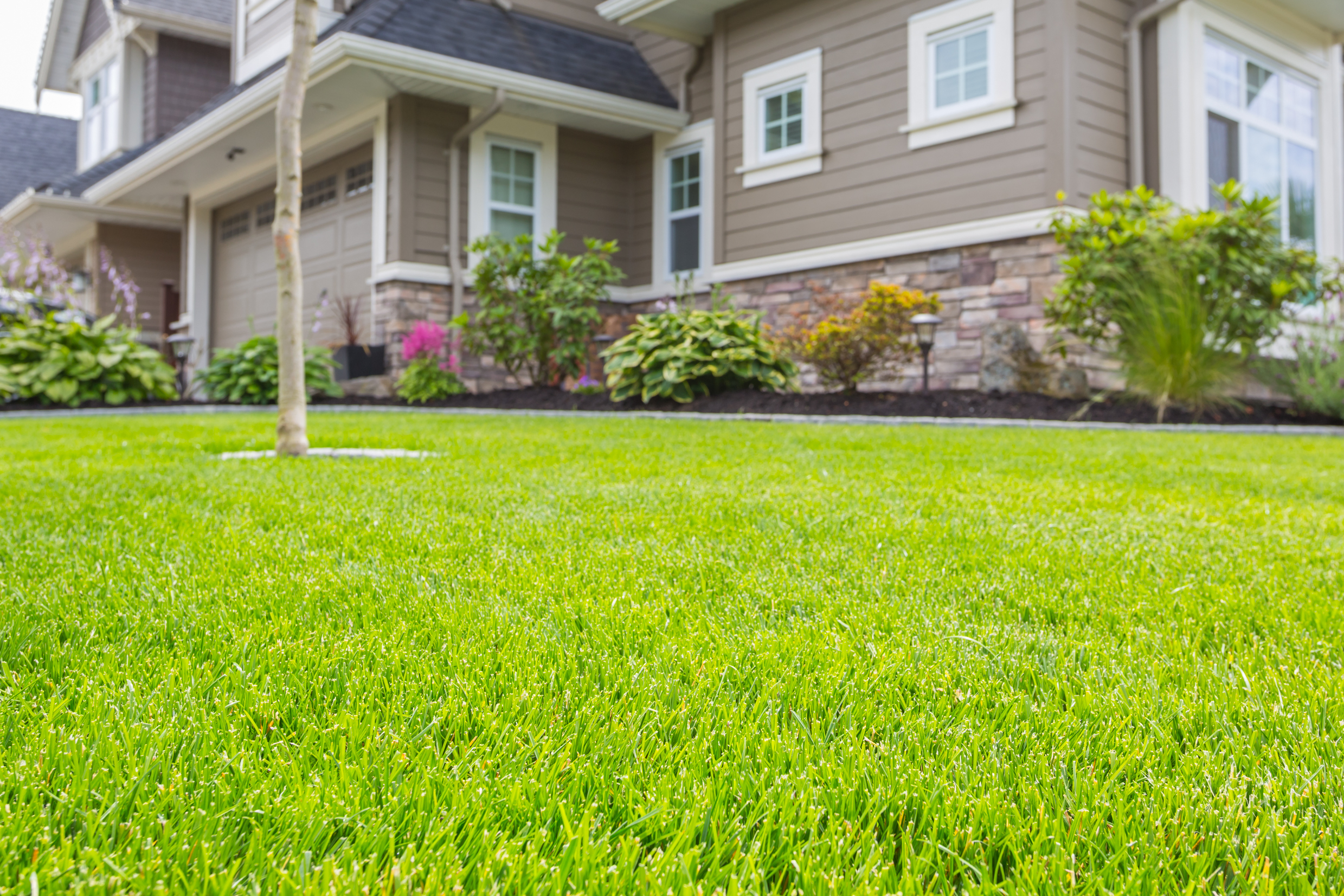 Beat the heat wave — 5 tips for keeping your lawn green