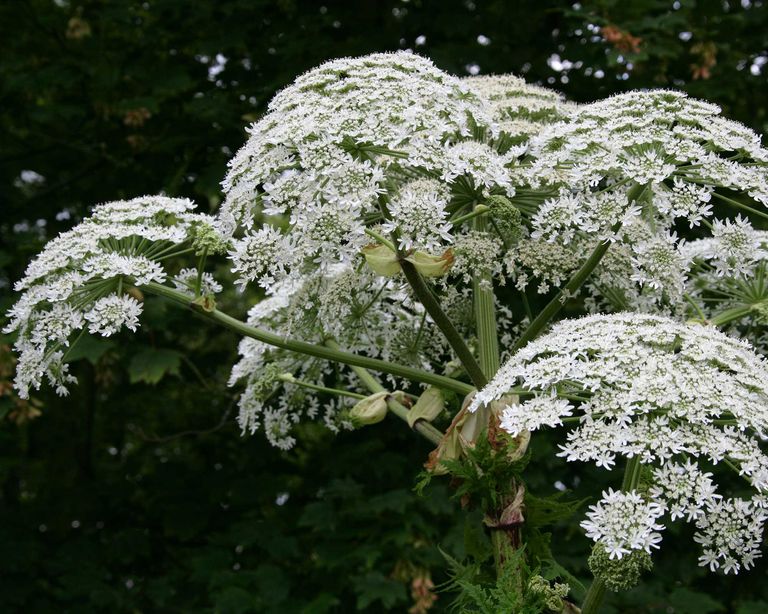 Giant Hogweed How To Identify And Kill This Toxic Plant Gardeningetc