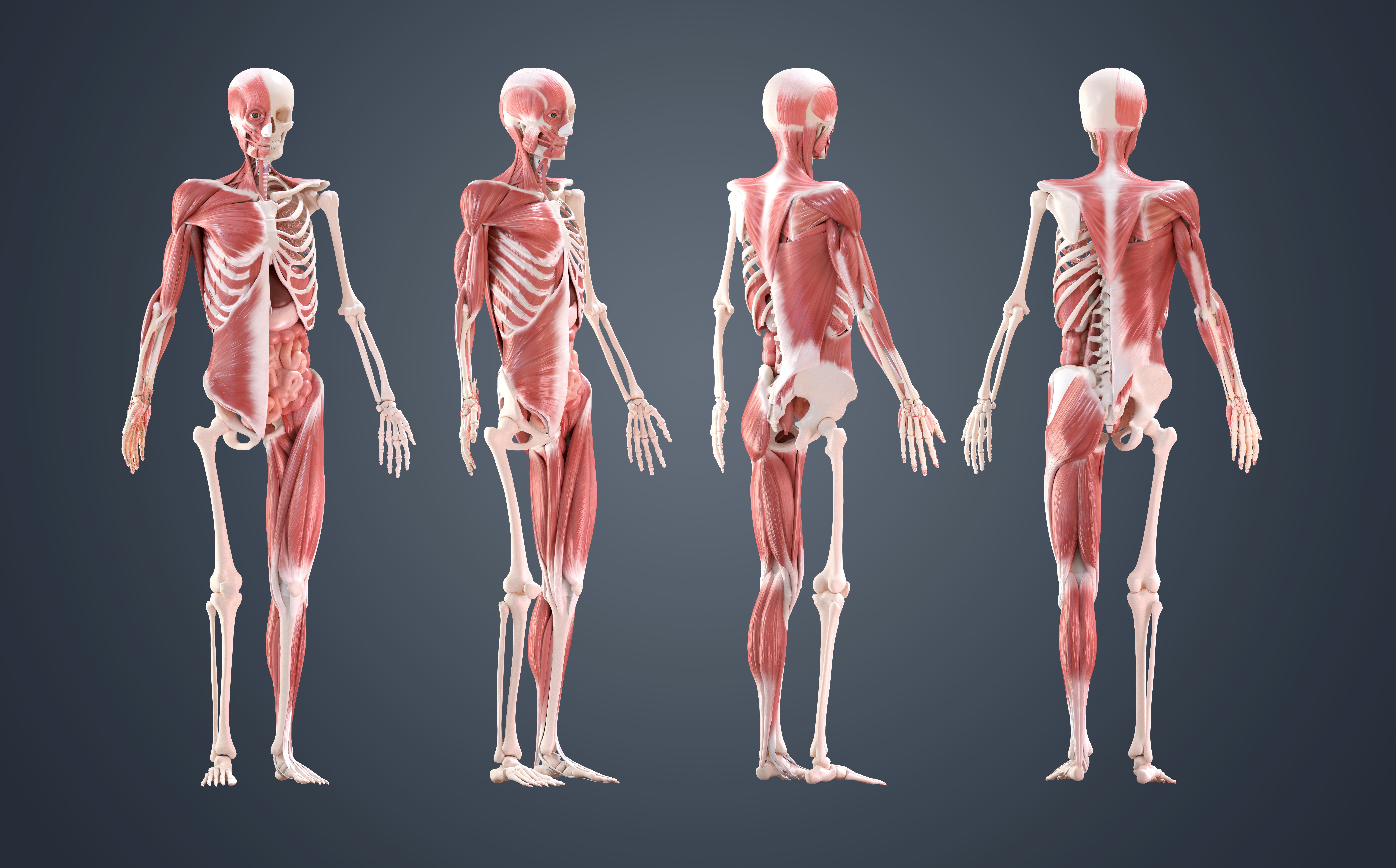 3d model of human anatomy