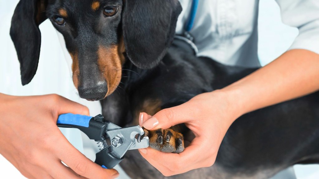 infrared dog nail clippers