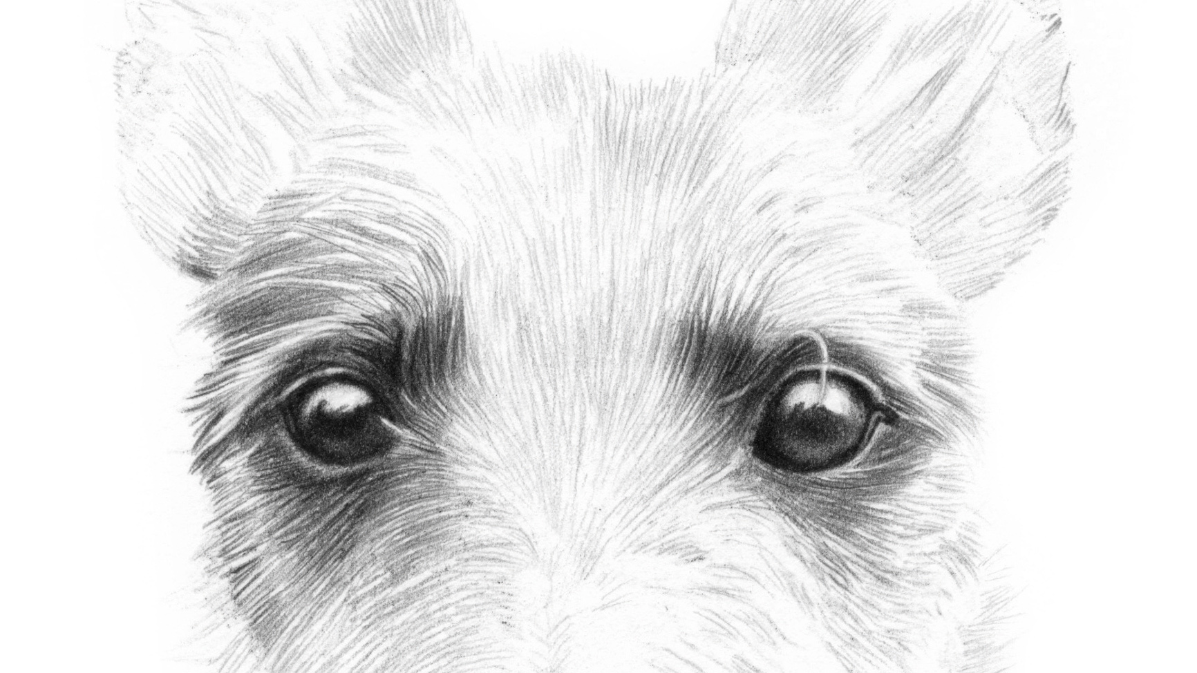 Собачьи глаза карандашом