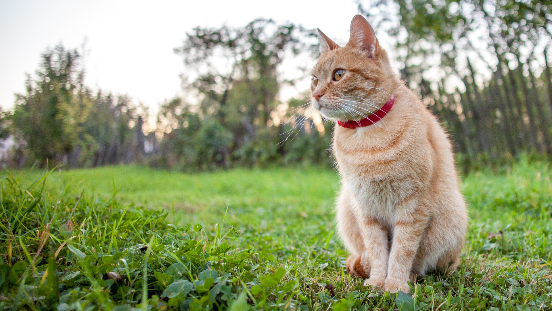 most effective flea collar for cats