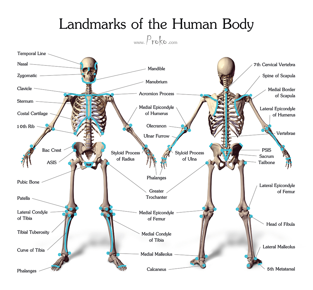 Pic Structure Of Human With All Muscles And Bones Name / Your Skeletal