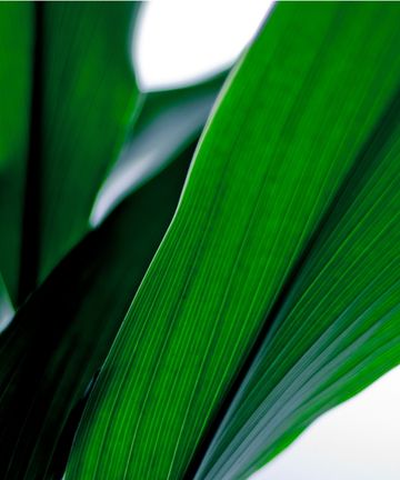 How To Care For An Aspidistra Expert Houseplant Tips Homes Gardens