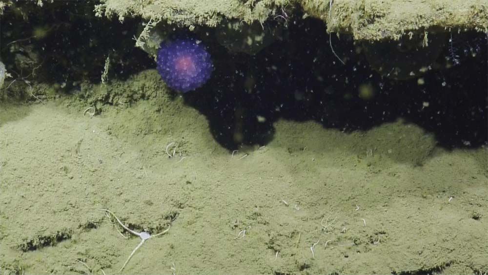 In Photos Strange Purple Orb Found In Pacific Ocean Live Science