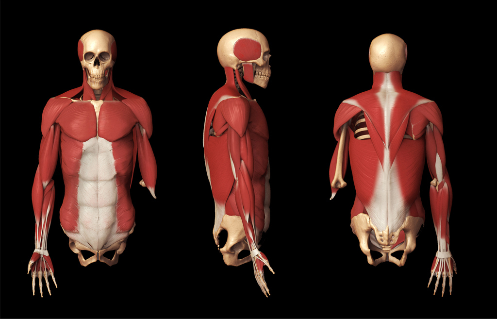 Human 3d anatomy model