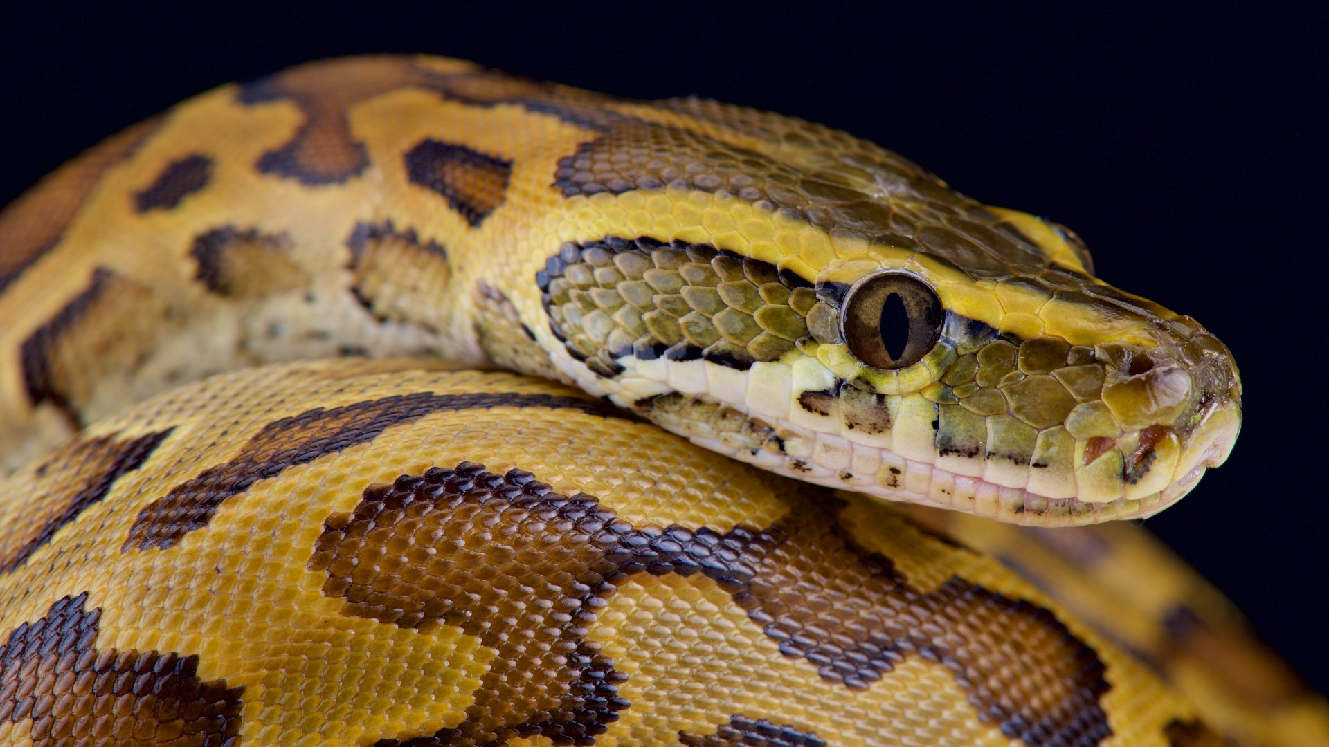 Watch a python swallow an impala whole in this jaw-dropping video thumbnail