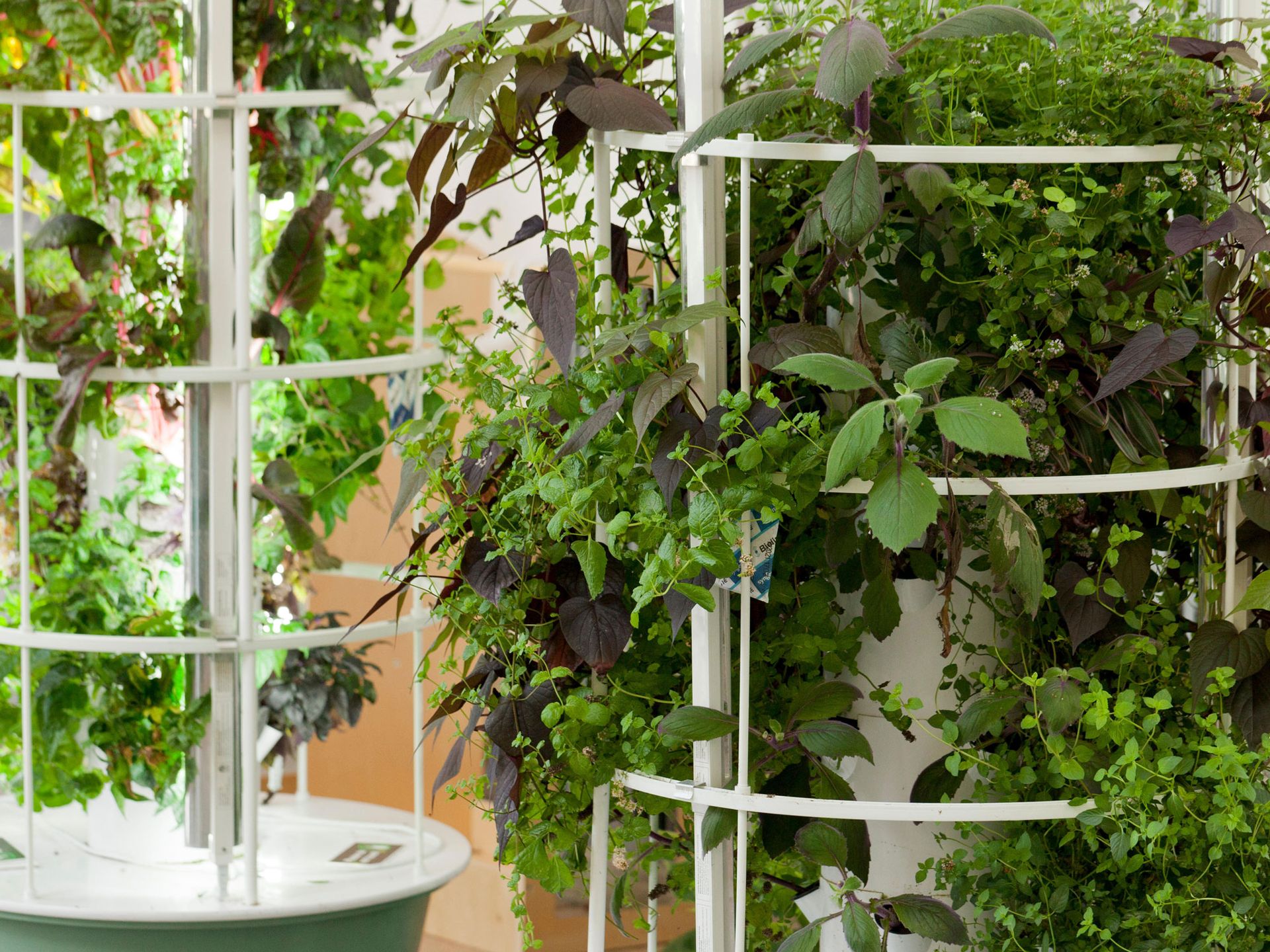 What Can You Grow In A Hydroponic Garden Livingetc