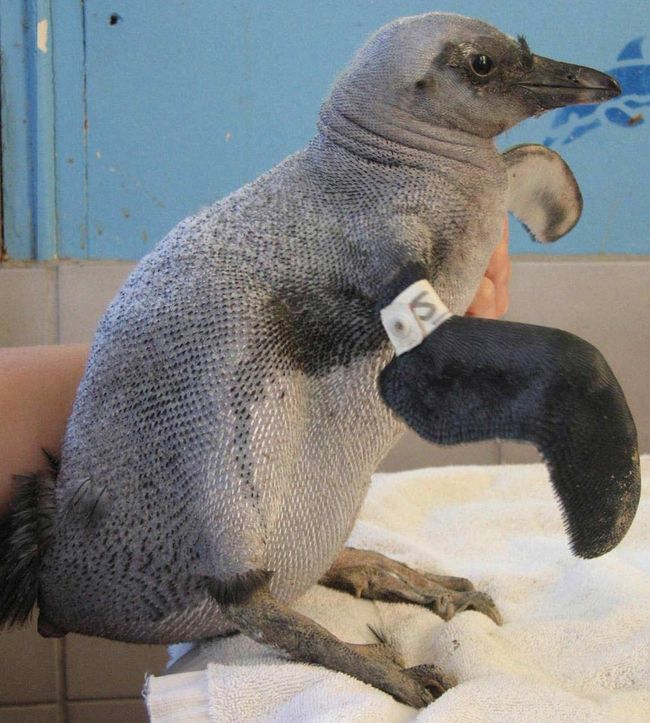 Balding Penguins Baffle Scientists Live Science