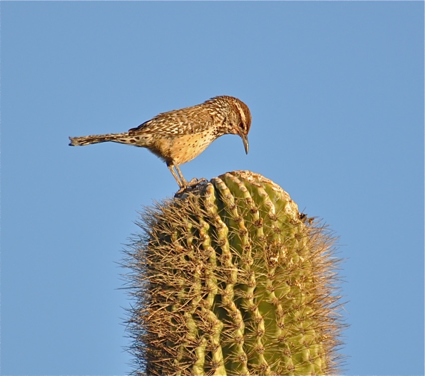 Behold The Cactus Wren Amazing Photos Of The Desert Dwelling Birds