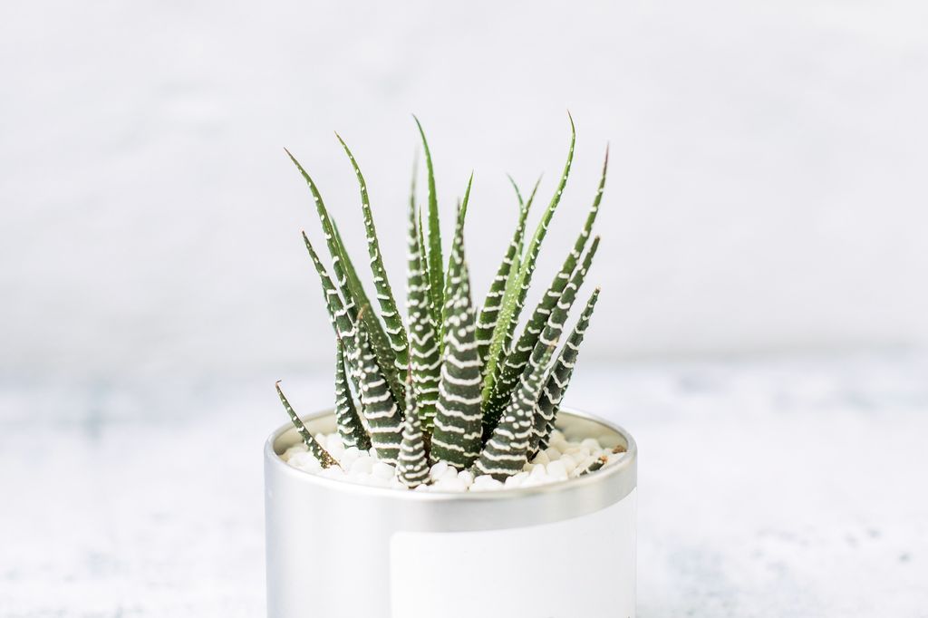 How To Revive A Dying Succulent Simple Ways To Save Them Livingetc