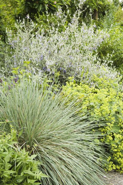 Best Plants For A Green Roof Options To Try Homes Gardens