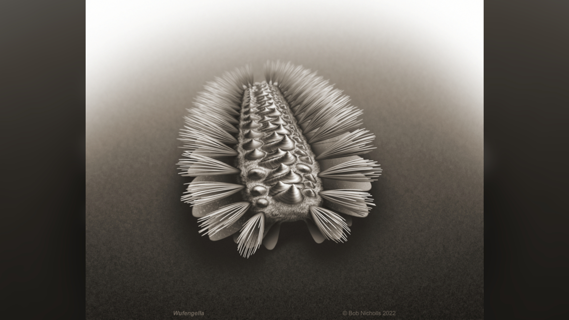 Ancient armored 'worm' is the Cambrian ancestor to three major animal groups