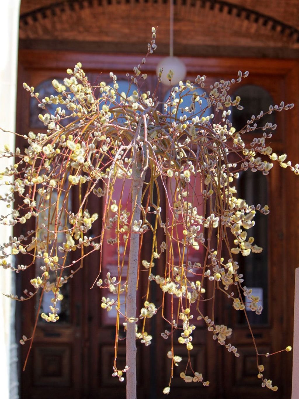 Container Grown Kilmarnock Care For Potted Weeping Pussy Willow
