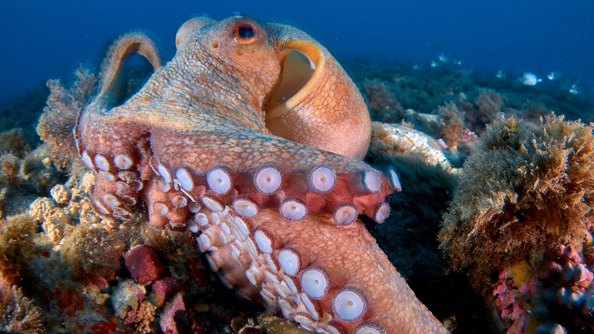 Octopuses may be so terrifyingly smart because they share humans' genes for intelligence