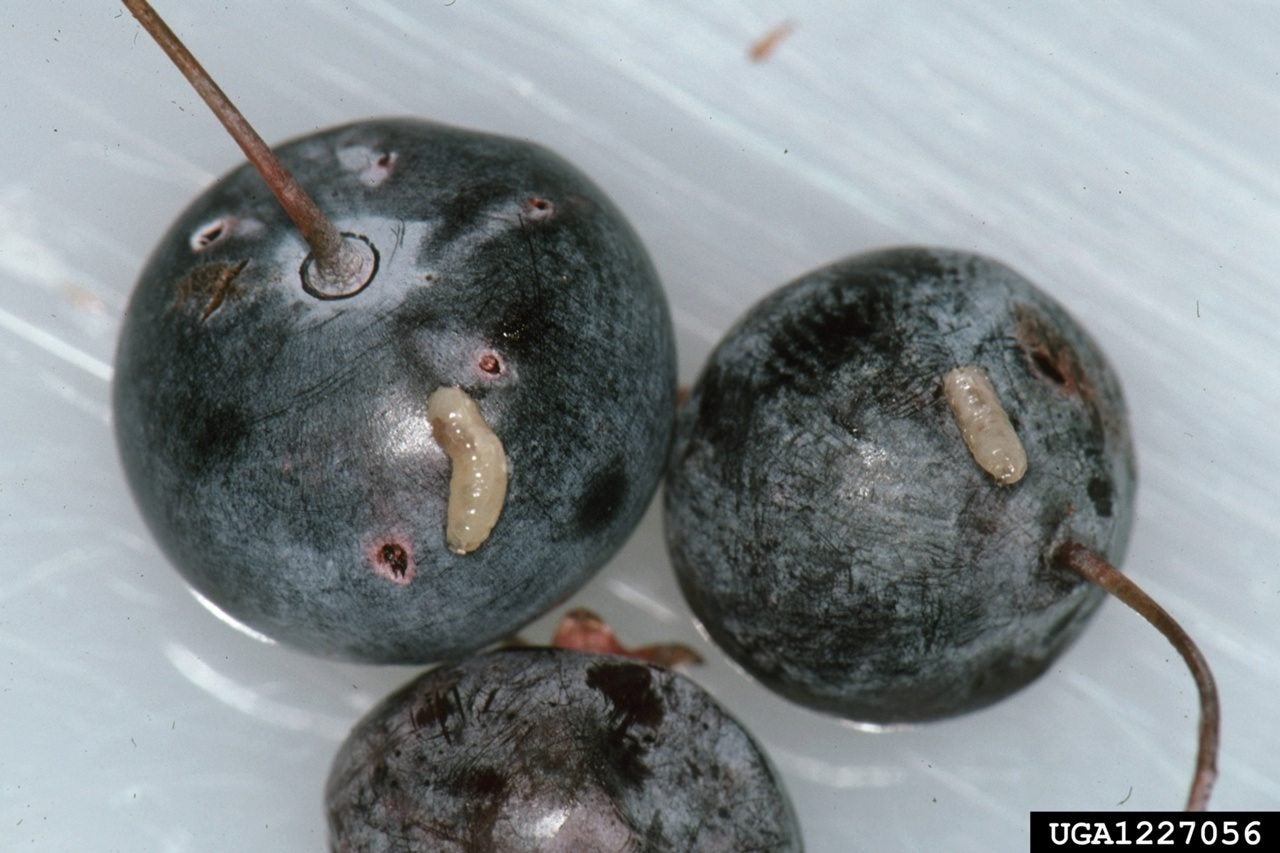 Blueberry Maggot Identification Managing Blueberry Maggots In The