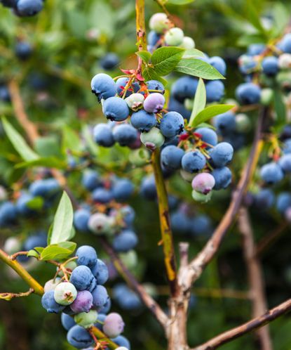 Pruning Blueberry Bushes Advice To Keep Plants Productive Gardeningetc