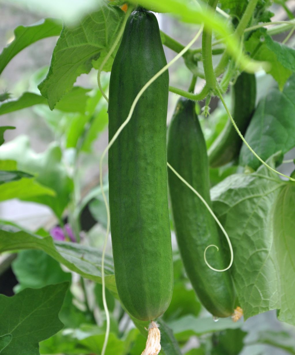 Why Are My Cucumbers Turning Yellow And How To Fix Them Our Garden