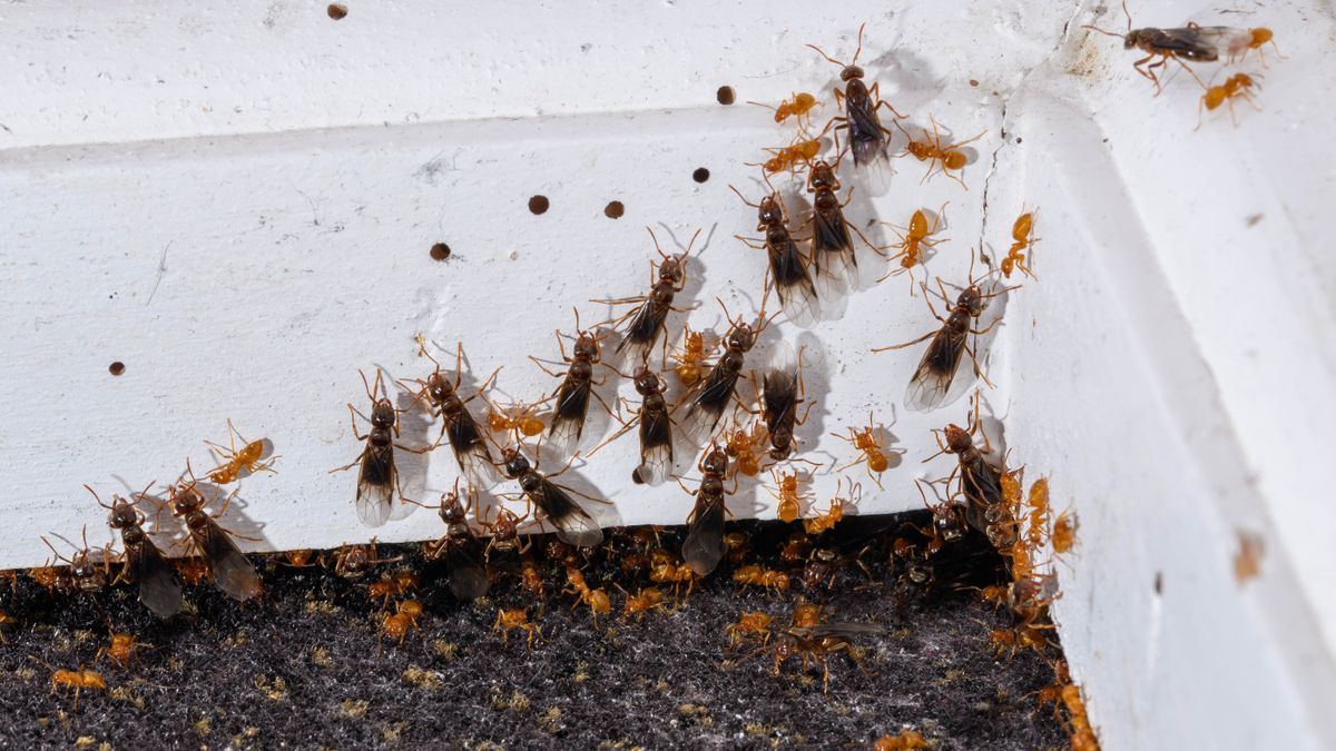 Flying Ants Vs Termites Key Differences And How To Deter Them From