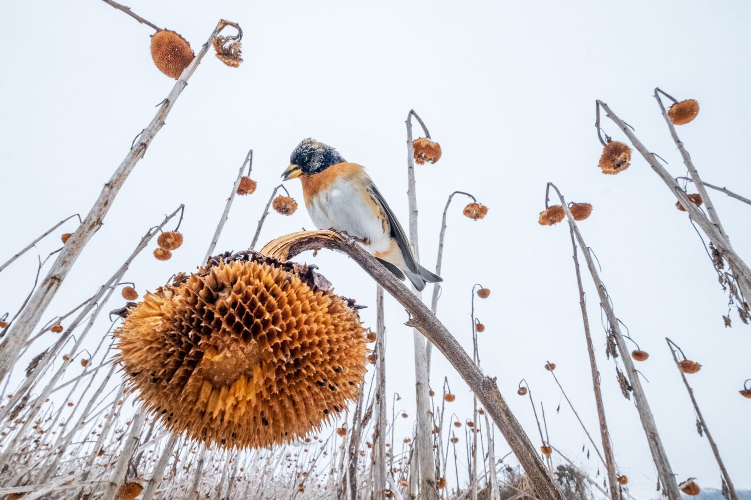 These Award Winning Bird Photos Will Brighten Up Your Day Creative Bloq