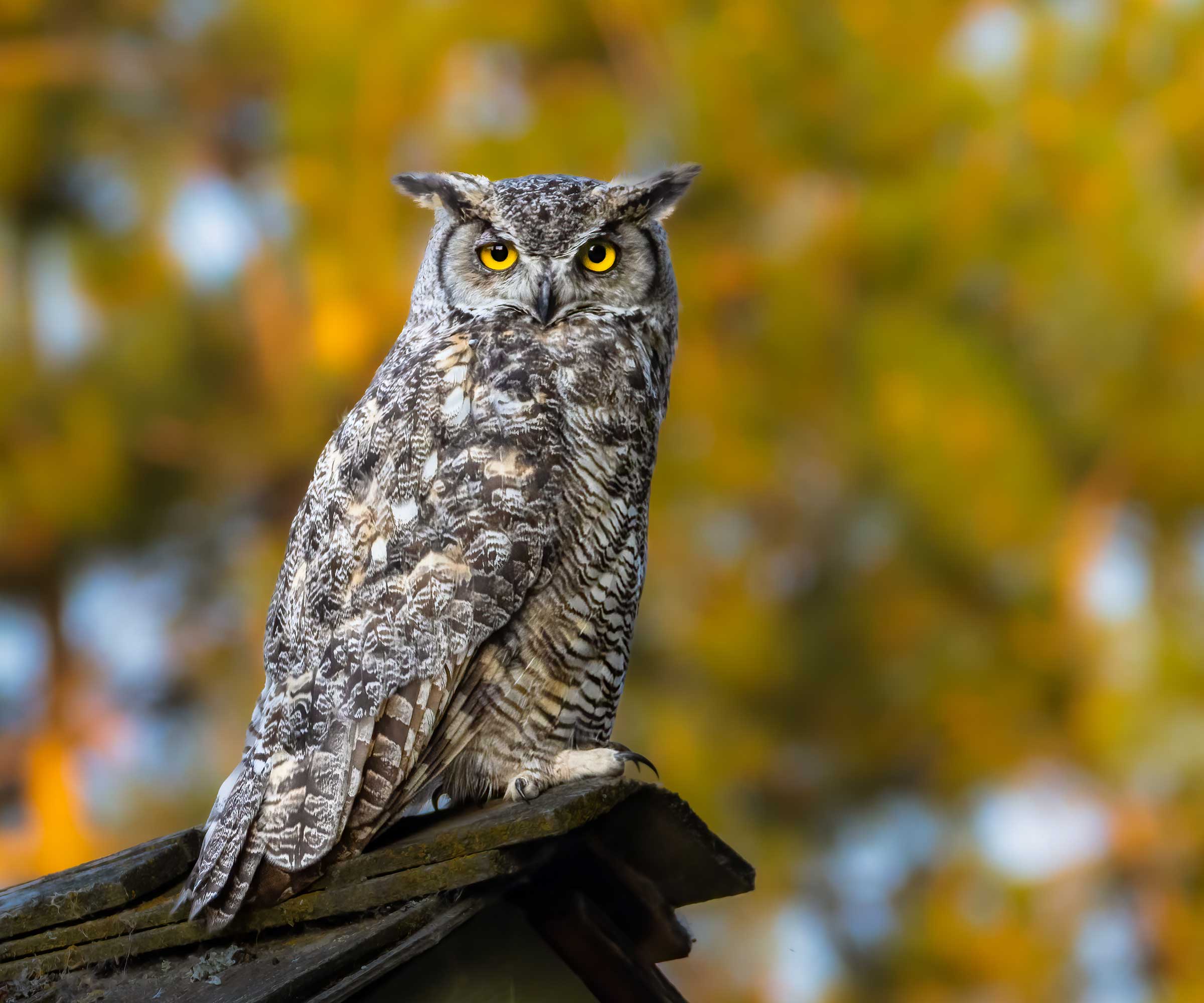 How To Attract Owls To Your Yard Pro Tips To Try Homes Gardens