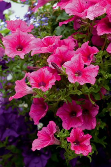 How To Keep Petunias Blooming Expert Advice For Fabulous Flowers