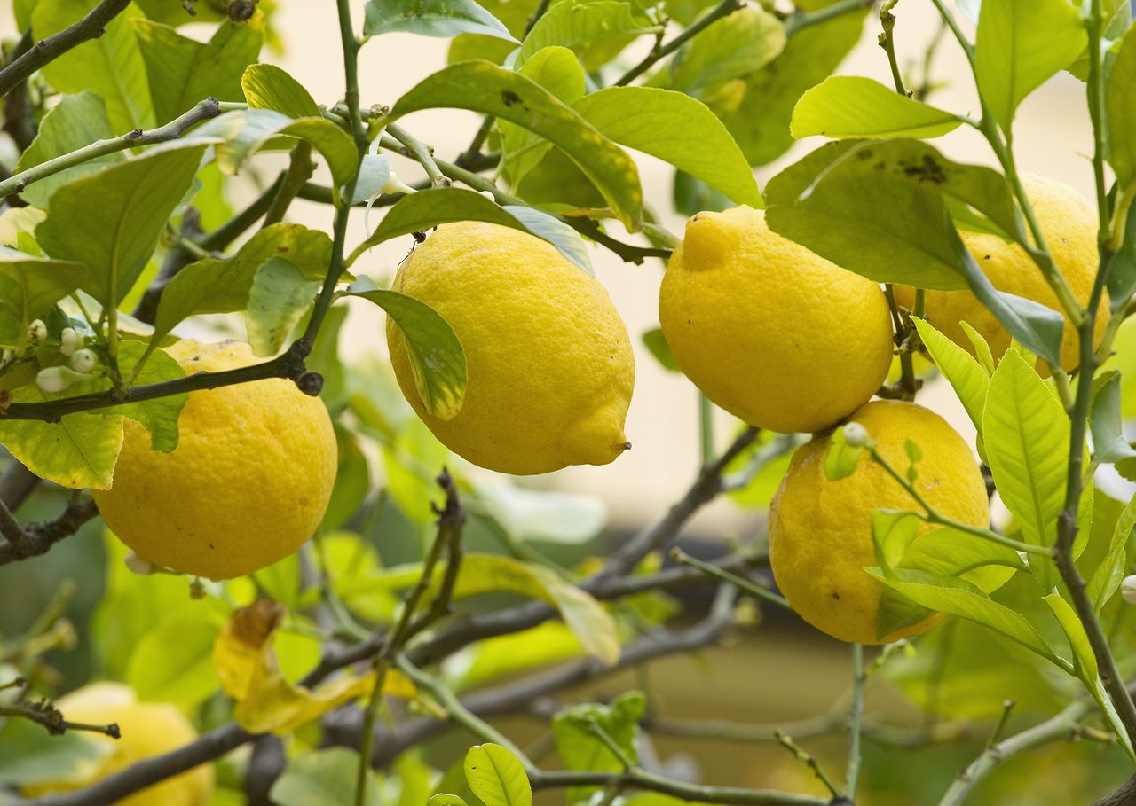 Лимон дерево