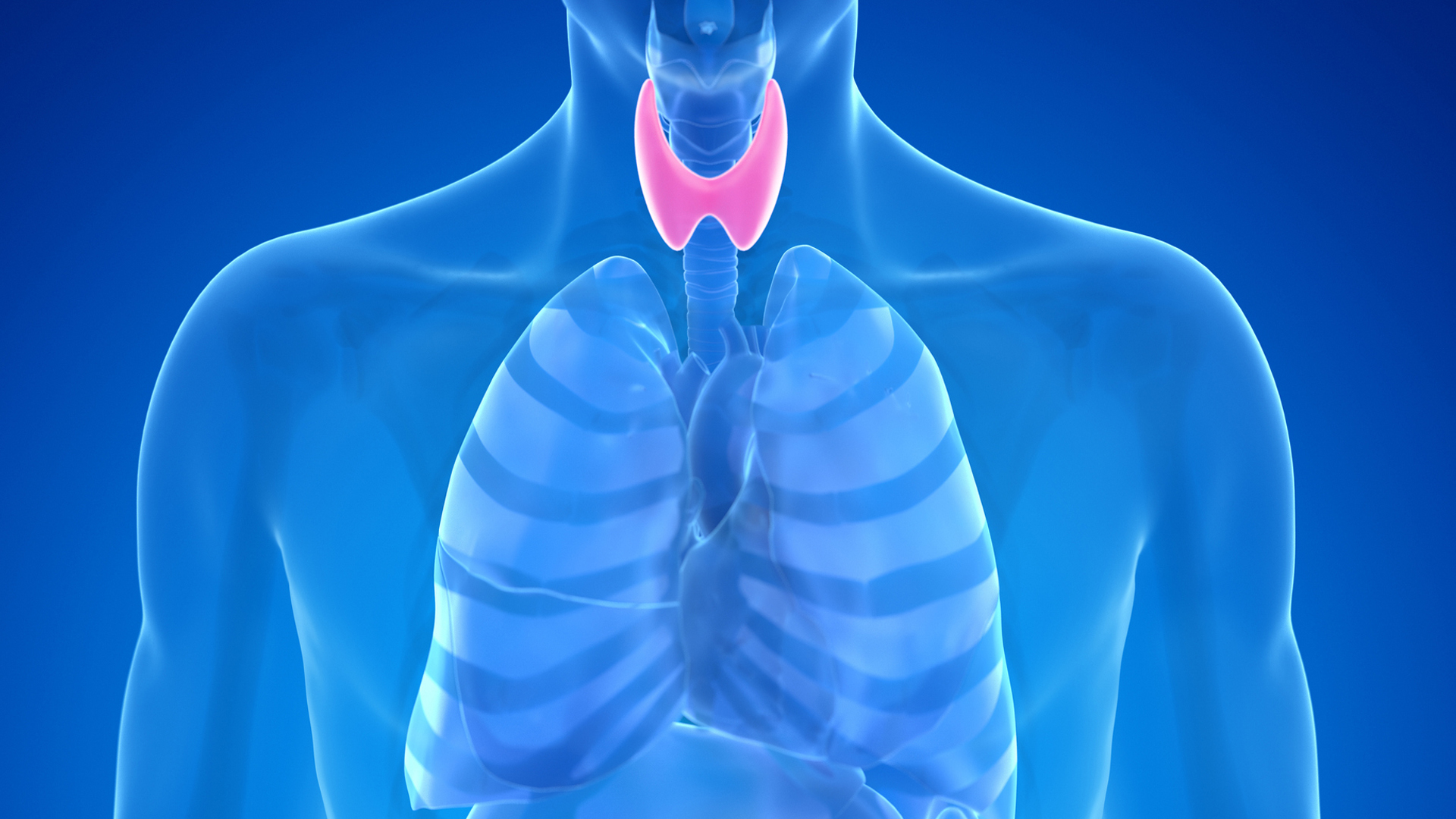 Thyroid Gland: Facts, function & diseases