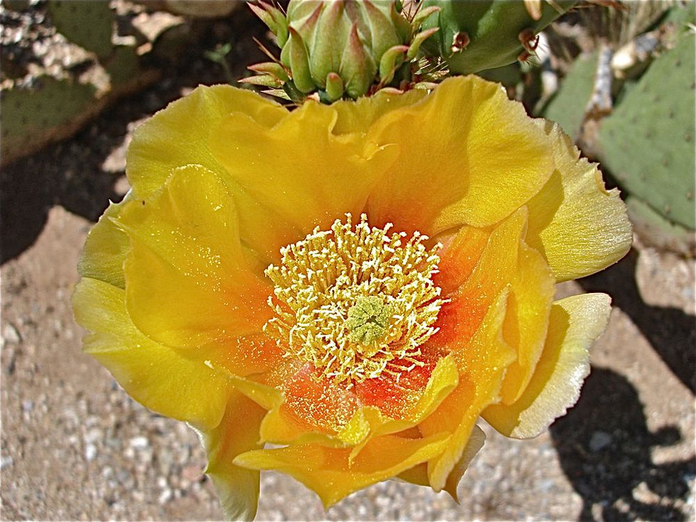 In Photos Beautiful Cactus Flowers Signal Spring Is Here Live Science