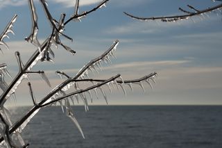 These wonderful ice spikes form fantastic shapes and make for an awesome wintry composition. Image © Georgia Mizuleva