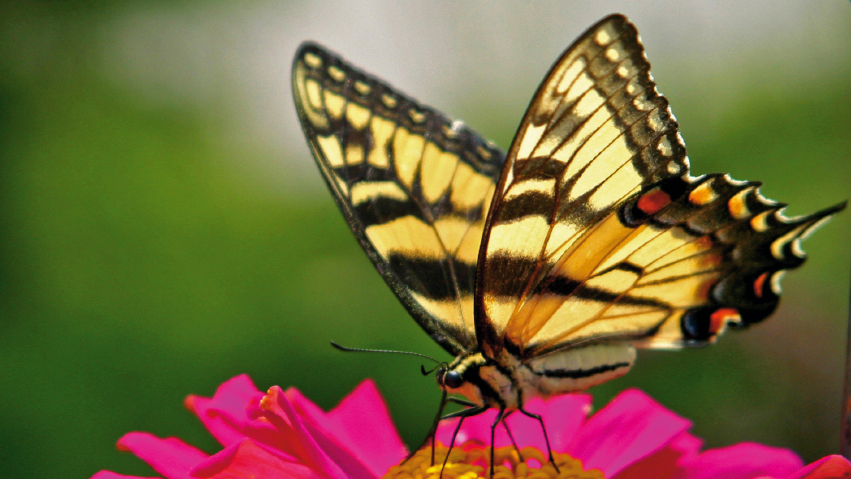 Butterflies could hold the key to supercharging solar power