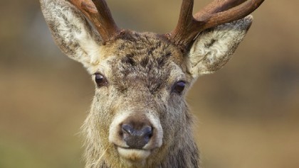 Wildlife photography