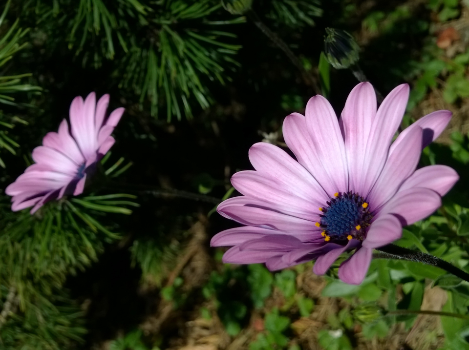 Nokia Lumia Icon review
