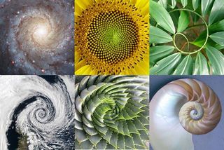 Fractals appear frequently in nature