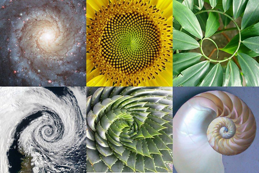 Fractals appear frequently in nature