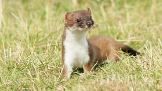 StoatCropped