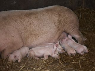 The Herbert pig was born last year.
