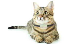 5 Of The Best Gps Cat Tracking Collars Styletails