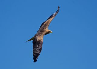 Bird in flight