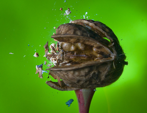 Walnut exploding