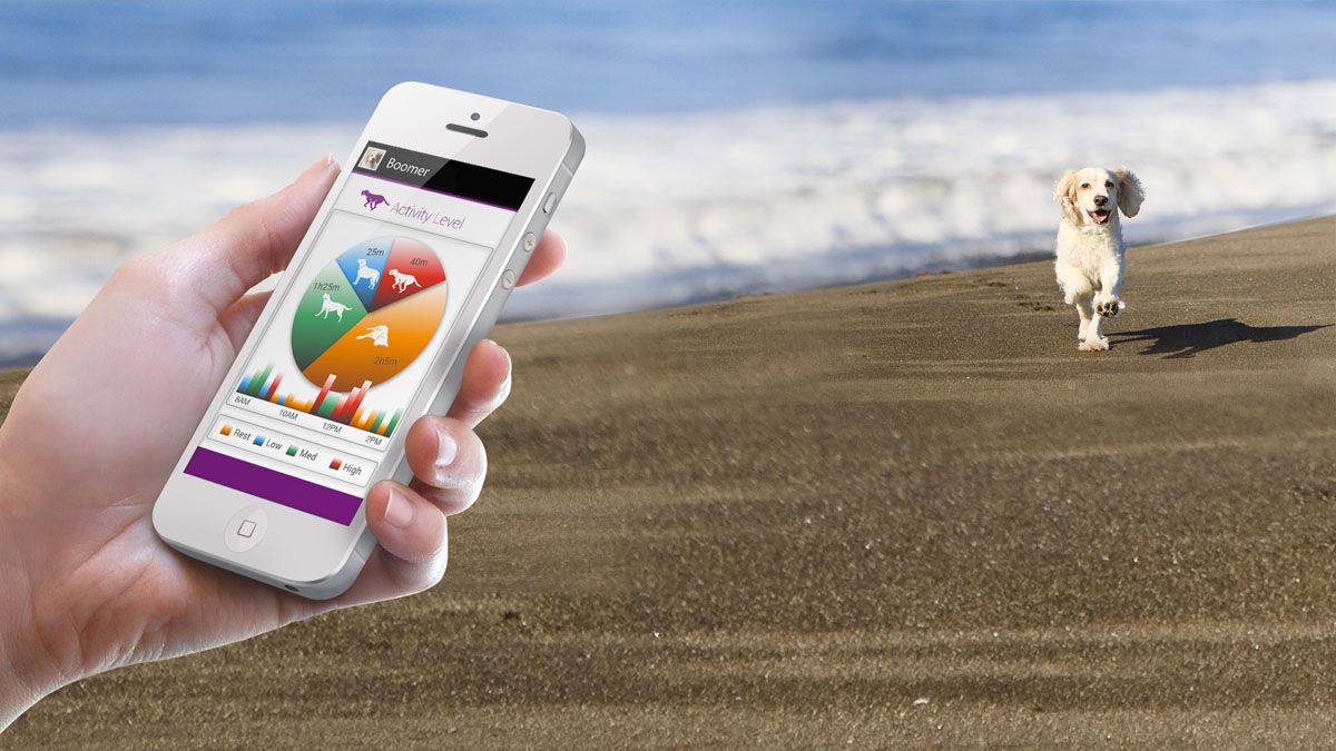 Pet tech inside the strange and wacky world of animal wearables