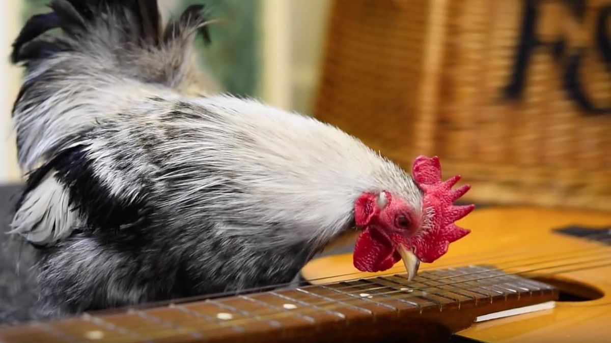 Cock rock: watch plucking rooster play guitar