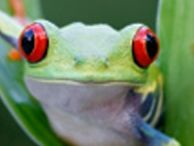 A frog, which could be viewed in high definition, wirelessly