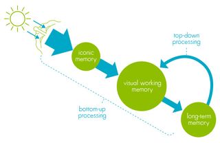 Figure 3. Our visual processing, from light entering our eyes to recognition and comprehension. From Alberto Cairo’s The Functional Art