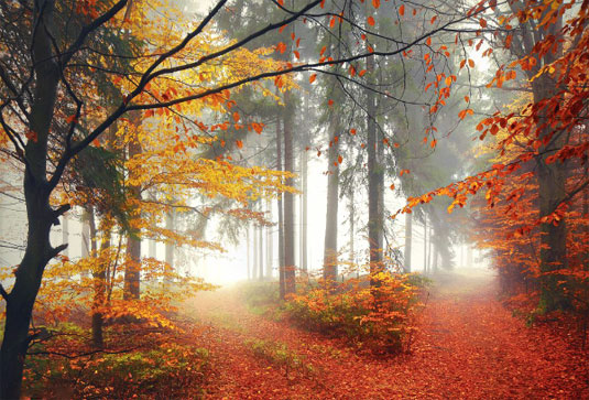 Beautiful photographs capture magical autumn world | Creative Bloq