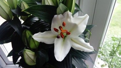 The camera has done a better job of focusing here, although the fine detail in the flower is still a little soft