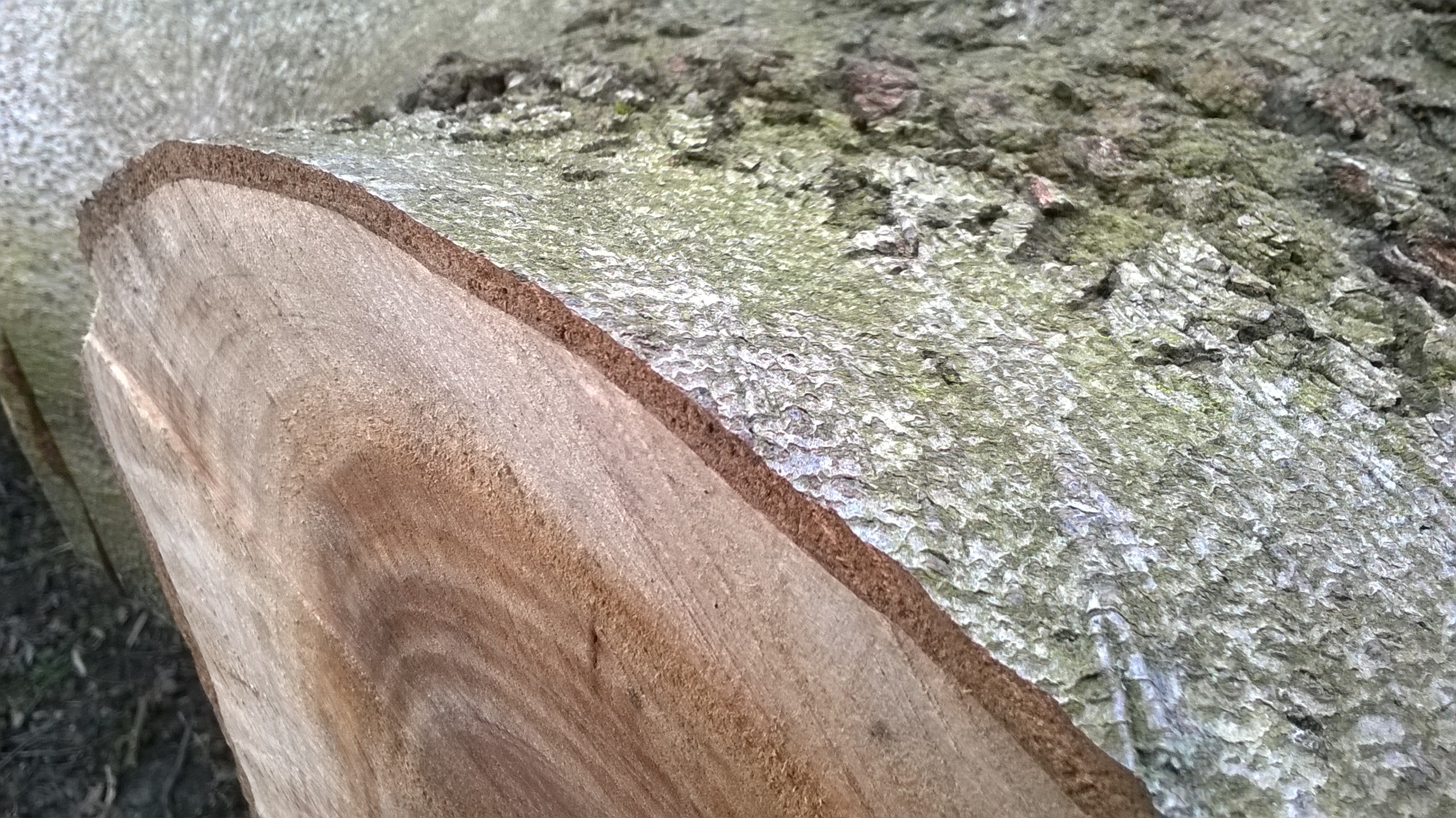Bark detail